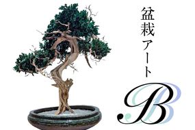 盆栽アート【B】【0120-002】	