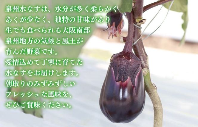 010B1061t 【お中元対応】泉州 泉佐野市産 ハウス水なす 12個【茄子 泉佐野産 とれたて 新鮮野菜 やさい 高評価】