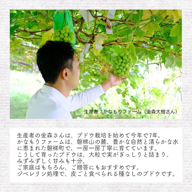 【先行予約】磐梯町産 シャインマスカット＆ジュエルマスカットの食べ比べセット 約1.4～1.5kg（2房）※2026年9月～10月発送予定　大粒 種無し