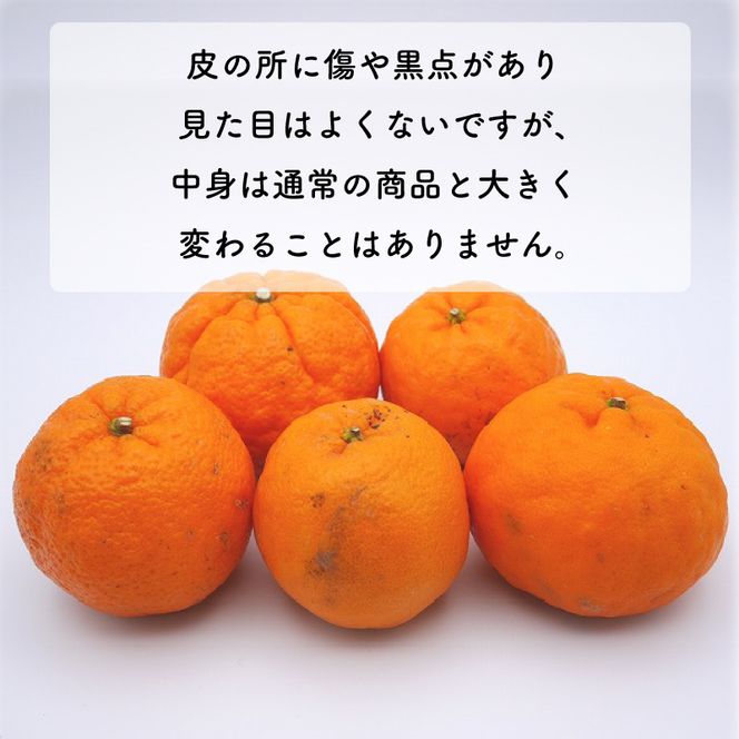 数量限定 順次発送  訳あり ポンカン 10kg 18000円 ぽんかん 国産 わけあり みかん mikan 蜜柑 ミカン 産地直送 農家直送 期間限定 特産品 ギフト プレゼント ゼリー ジュース アイス 冷凍 みかん 等に 人気 限定 甘い フルーツ 果物 柑橘 美味しい おいしい 小玉 含む ジューシー サイズ ミックス 吉田農園 愛南町 愛媛県