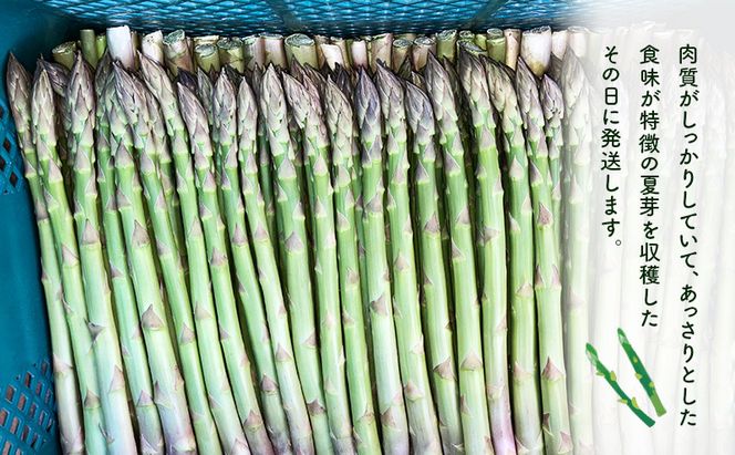 先行予約 2026年 夏アスパラガス 約1.2kg ＋100g M～L 混合 古川農園 ※オンライン決済限定 野菜 アスパラガス アスパラ 栄養豊富 ほんのり甘い 肉質しっかり あっさり おつまみ 料理 