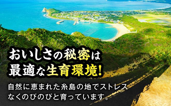 JA糸島 黒毛和牛 糸島豚 すき焼き しゃぶしゃぶ セット 糸島市 / JA糸島産直市場 伊都菜彩 [AED010] 和牛 国産牛 豚肉 ぶた しゃぶしゃぶ 豚 国産 スライス 豚しゃぶ