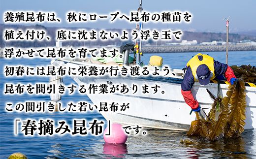 【北海道鹿部町産】白口浜真昆布 春摘み 100g（50g×2）