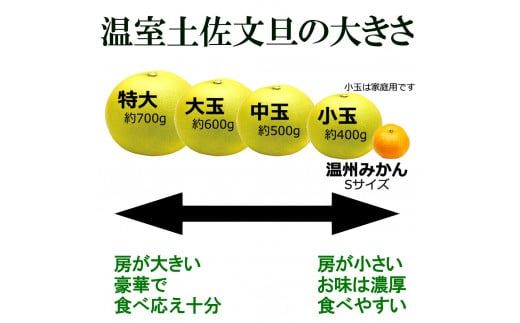 【先行予約】温室土佐文旦 2L～4L 約10kg（16～20個入り）〈2026年12月上旬～12月下旬頃〉/ 高糖度 温室 ブンタン ぶんたん 土佐文旦 ハウス文旦 約10キロ フルーツ 果物 くだもの 柑橘 旬 高知県 土佐市【白木果樹園】 [BQAI041]