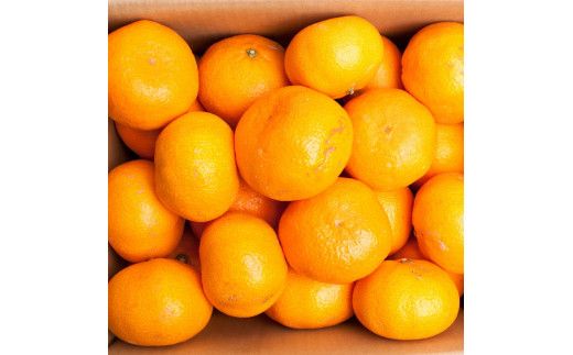 家庭用 大きな有田みかん2.5kg+250g（傷み補償分）