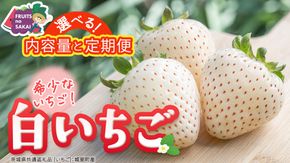 ＼選べる 内容量・発送方法／白いちご 約200g（15～18粒）2パック または 4パック 単品・定期便 3か月【2027年1月から発送開始】（茨城県共通返礼品 [いちご]：城里町産） 茨城県 県産 人気 厳選 果物 くだもの 旬 旬の果物 旬のフルーツ フルーツ ギフト 贈答 いちご イチゴ 苺 白いちご