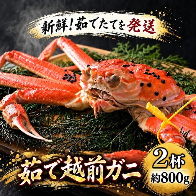期間限定 茹で 越前ガニ 約800g 2杯 食通もうなる本場の味をぜひ、ご堪能ください 越前かに 蟹 カニ かに ボイルカニ ポーション ズワイガニ 海鮮 限定 福井 福井県 若狭町