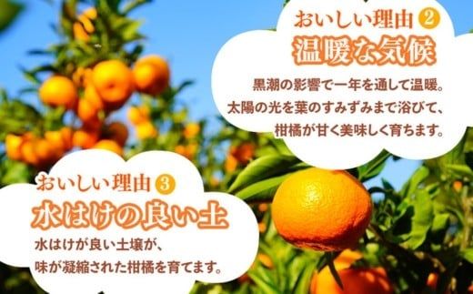 ＜1月より発送＞家庭用 柑橘詰合せ10kg+250g（傷み補償分）（傷み補償分）【訳あり・わけあり】【有田の春みかん詰め合わせ・フルーツ詰め合せ・オレンジつめあわせ】【光センサー選別】