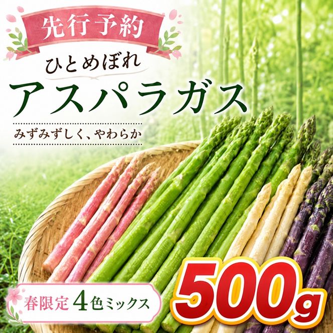 【先行予約】春限定 ひとめぼれアスパラガス 500g 4色 食べ比べ グリーン パープル ピンク ホワイト 産地直送 農家直送 野菜 新鮮 旬 アスパラ 春野菜 サラダ カラフル バーベキュー BBQ おすそ分け ファミリー