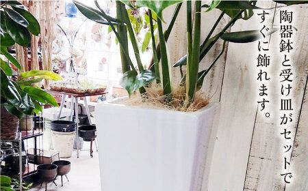 モンステラ （ 大 ） （ スクエアポット ） 糸島市 / cocoha [AWB021] 観葉植物 緑 グリーン 暮らし インテリア 植物 鉢 おしゃれ 室内