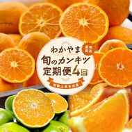 和歌山旬のカンキツ定期便【S】全4回（配送日時指定不可）※北海道・沖縄・離島への配送不可 / 定期便 フルーツ みかん 清見オレンジ 青切りみかん カラマンダリン 4回 【ard-tkb902A】
