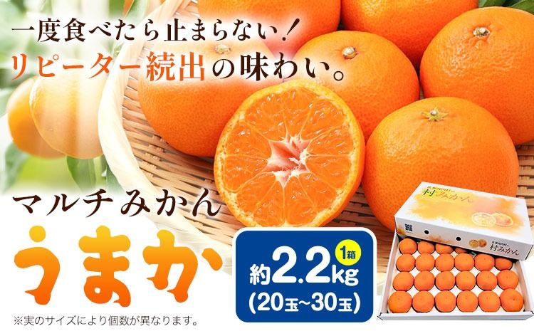 丹精込めて育てました!マルチみかん「うまか」 1箱 2.2kg [11月中旬-12月末頃に出荷予定(土日祝除く)] 広畠農園 [配送不可地域あり](離島) みかん ミカン 蜜柑 早生 柑橘 佐那河内 徳島県 箱入り 化粧箱 S M L フルーツ 果物 くだもの 贈答 進物---sanagouchi_hhn_1_1hk---
