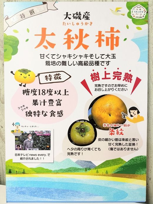 159-2048-09　【お買い得】大磯産『太秋柿』10～15個入り（訳あり　約４kg）〈出荷時期:2026年10月中旬～2026年11月中旬〉【 神奈川県 大磯町 】