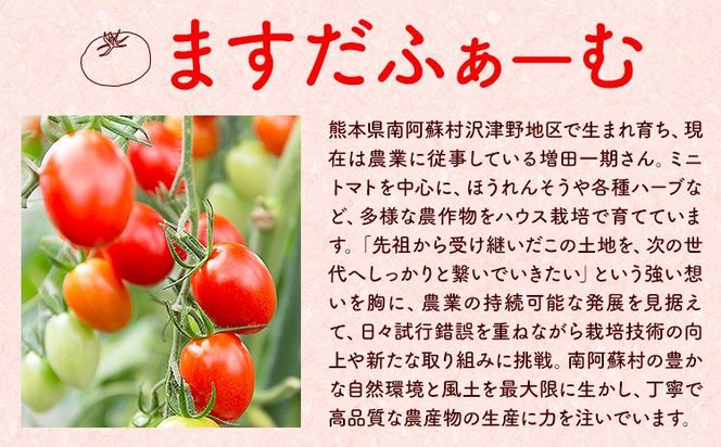 【先行予約】米 令和8年産 阿蘇こしひかり 10kg (5kg×2袋) ますだふぁーむ《9月末-10月末頃出荷》熊本県 南阿蘇村 米 お米 白米 精米 国産米 こしひかり コシヒカリ 産地直送---sms_msfkh_dk9_26_23000_10kg---