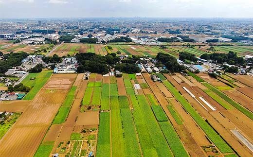 伝統的な「落ち葉堆肥農法」で育てた野菜セット ５kg程度（年に一度12月16日頃発送）冬野菜 やさい ベジタブル おまかせ 落葉 FAA-028
