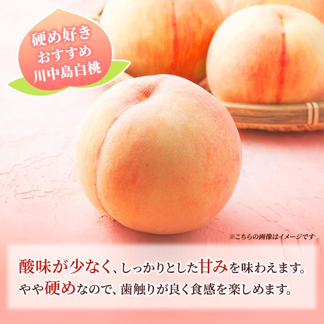 【2026年8月中旬～発送予定】桃 先行予約 浅間水蜜桃 川中島白桃 約5kg 秀品 13～22玉 贈答品 フルーツ 果物 白桃 甘い 冷蔵