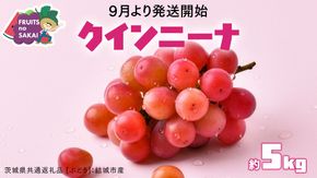 クインニーナ 5kg （8～12房）【2026年9月より発送開始】（茨城県共通返礼品 [ぶどう]：結城市産） 葡萄 赤ぶどう 旬 お取り寄せ フルーツ 甘い 希少品種 デザート