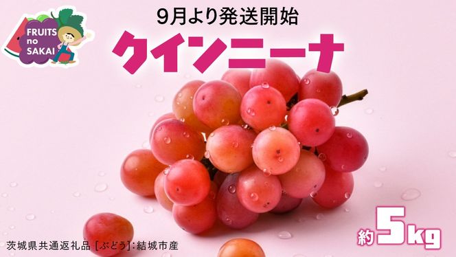 クインニーナ 5kg （8～12房）【2026年9月より発送開始】（茨城県共通返礼品 [ぶどう]：結城市産） 葡萄 赤ぶどう 旬 お取り寄せ フルーツ 甘い 希少品種 デザート