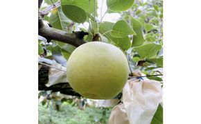 【2026年8月下旬より発送】有梨の実石田 二十世紀梨 (ギフト用)5kg 313726_CY015