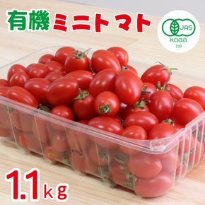 南国育ちの有機ミニトマト 1.1kg（国産 トマト とまと 野菜 新鮮 フルーツ サラダ 限定）