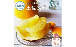 マルツジ果樹園の土佐文旦 訳あり品(小玉) 約5キロ 5kg M～Lサイズ 12～17個入り