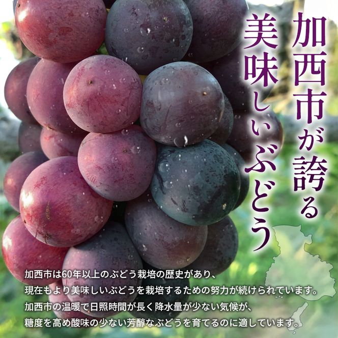 8月発送｜朝採れ旬のぶどう 2種 食べ比べセット 約1.4kg（2房） セット 詰め合わせ 産地直送 フルーツ 兵庫県 加西市