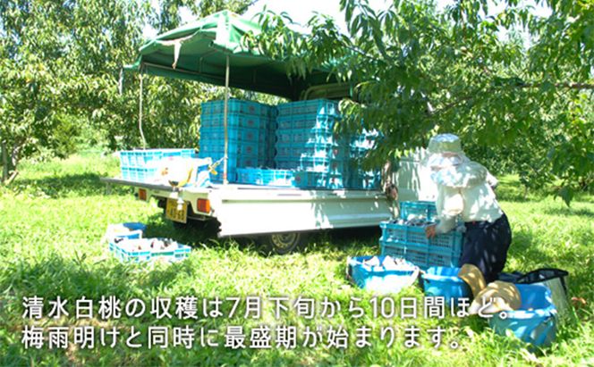 桃 2026年 先行予約 清水白桃 約1.3kg 5～6玉 もも モモ 岡山県産 国産 フルーツ 果物 ギフト