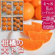 ちょっと 傷あり ハーフ 化粧箱 柑橘の大トロ ハウス せとか 4 ～ 8玉入 南泰園 BS168