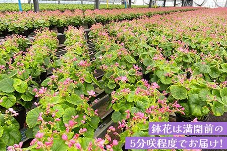 【先行受付9月より発送 数量･期間限定】鉢花 ベゴニア・ラブミー 5号鉢×2鉢【鉢花 ふるさと納税 敬老の日ギフト ベゴニア】(H069115)