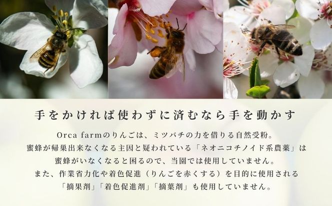 【2026年10月～発送】ぐんま名月 家庭用 約5kg りんご リンゴ 林檎 果物 フルーツ 長野県 長野 山ノ内町