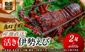 【先行予約】【数量限定】産地直送！活き伊勢えび 約400g×2尾 ※北海道・東北地方・沖縄・離島への配送不可（2026年9月5日頃より順次発送） IKTJ015