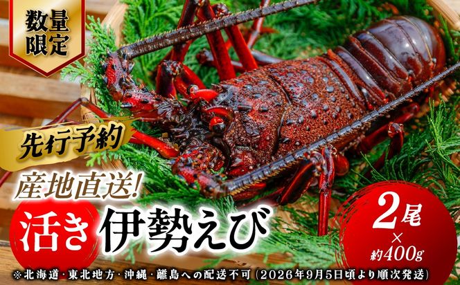 【先行予約】【数量限定】産地直送！活き伊勢えび 約400g×2尾 ※北海道・東北地方・沖縄・離島への配送不可（2026年9月5日頃より順次発送） IKTJ015