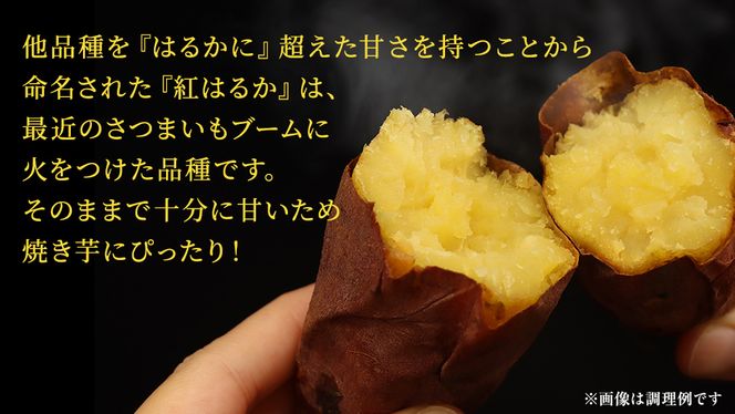 さつまいも 【 選べる品種 】 5kg / 10kg ( 箱込 ) サツマイモ さつま芋 芋 いも 野菜 焼き芋 スイーツ おやつ 国産 シルクスイート 紅はるか 紅あずま ふくむらさき ほしあかね
