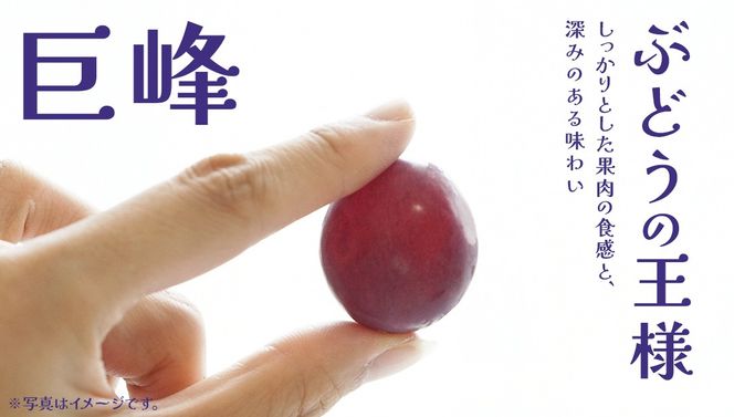 【 お中元 桐箱入り】 巨峰 ２房 【2026年8月上旬発送開始】(茨城県共通返礼品：大子町） ぶどう 葡萄 ブドウ フルーツ 果物 スイーツ ギフト 贈答用 贈り物 プレゼント