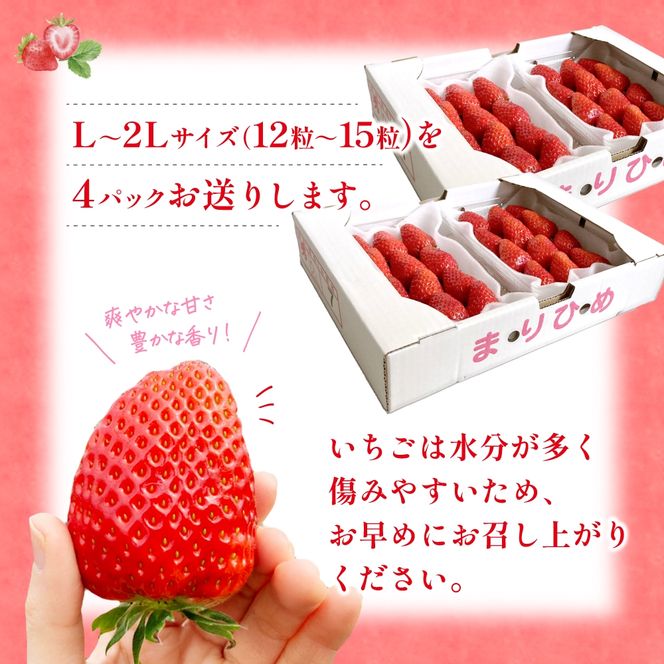 【先行予約】まりひめ いちご 12粒～15粒入り×4パック（1kg） / いちご 苺 まりひめ 和歌山 フルーツ 果物 くだもの ※2027年1月中旬～3月下旬頃に順次発送予定（お届け日指定不可）※離島への配送不可 【kgr500-250-4A】