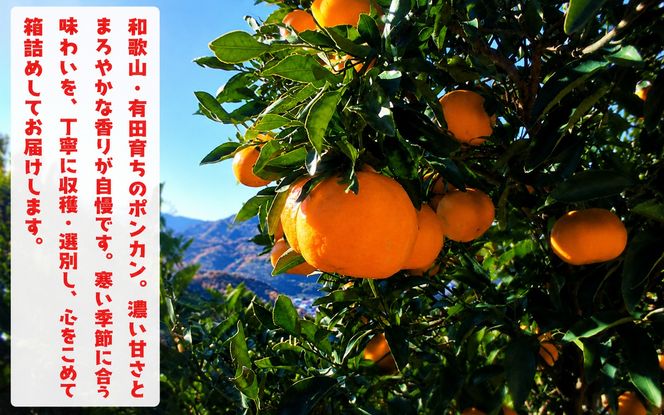【先行予約】【極甘柑橘】有田育ちの 濃厚 ポンカン（訳あり 家庭用）約7.5kg+200g(傷み補償分) ※2027年1月上旬～3月上旬に順次発送予定 ※着日指定不可【ard246A】