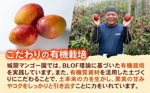 【先行受付】【2026年発送】城間マンゴー園のアップルマンゴー 訳あり 約1kg - 先行予約 沖縄県産 産地直送 南国フルーツ 旬の味覚 季節の果物 ご自宅用 訳アリ 家庭用 沖縄マンゴー 沖縄県 八重瀬町