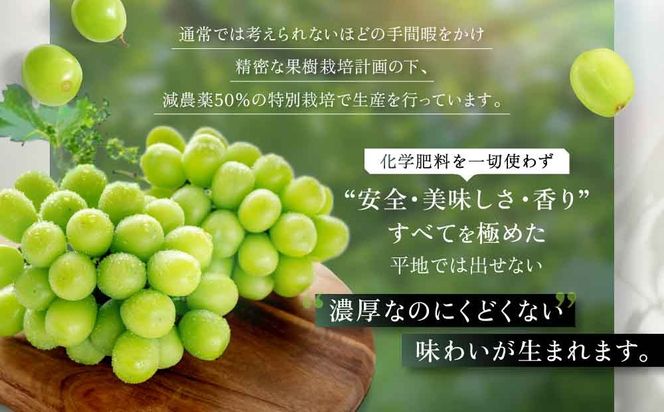 【2026年/令和8年発送＜先行予約＞】特別栽培 減農薬 シャインマスカット 2房 1.2㎏ 先行予約 先行 予約 山梨県産 産地直送 フルーツ 果物 くだもの ぶどう ブドウ 葡萄 シャイン シャインマスカット 新鮮 人気 おすすめ 国産 贈答 ギフト お取り寄せ 甘い 皮ごと 山梨 甲斐市 CF-2