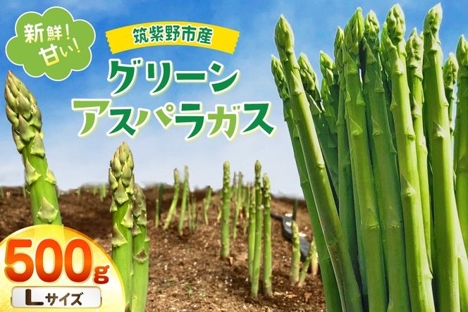 【期間限定発送】 アスパラ グリーンアスパラガス L 500g [ファームいまむら 福岡県 筑紫野市 21761484] アスパラガス グリーンアスパラ 野菜