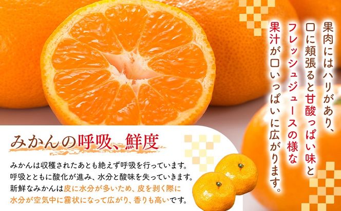 みかん うま採り 箱込約 7.5kg（内容量6.8kg） 光センサー選別 みかんの会厳選 サイズミックス 和歌山県産 産地直送 【みかんの会】［2026年11月中旬より順次出荷予定］AX425