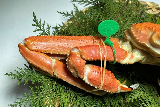 間人漁港仲買人の丸友鮮魚三代目・自慢の間人ガニ≪茹で≫[1匹 500～600g×2匹]　MG00005