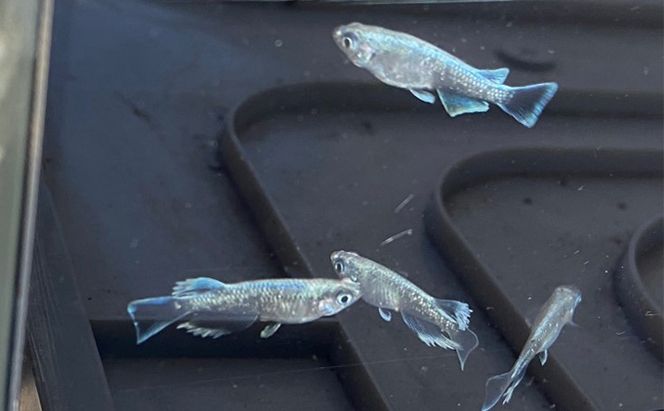 菊まるめだかの【マリアージュロングフィン8匹】 生き物 魚 観賞魚 ヒレ フサフサ 青白い光 キラキラ 雄 雌 幼魚 若魚 ペット 飼育 玄関 リビング 