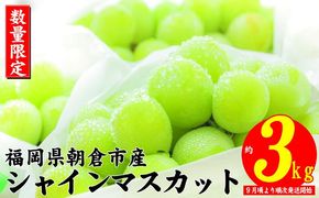 シャインマスカット 約3kg 大粒 フルーツ ブドウ 高級 ぶどう 葡萄 果物 くだもの 旬菜板屋 配送不可 離島 果物類 デザート 食後 種なし 皮ごと ジューシー 