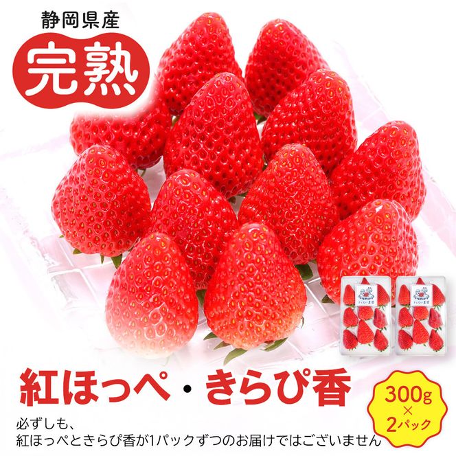 先行受付【静岡県産いちご】完熟紅ほっぺ・きらぴ香2パックセット（300g×2パック）【2026年1月下旬以降発送予定】 222232_CF003