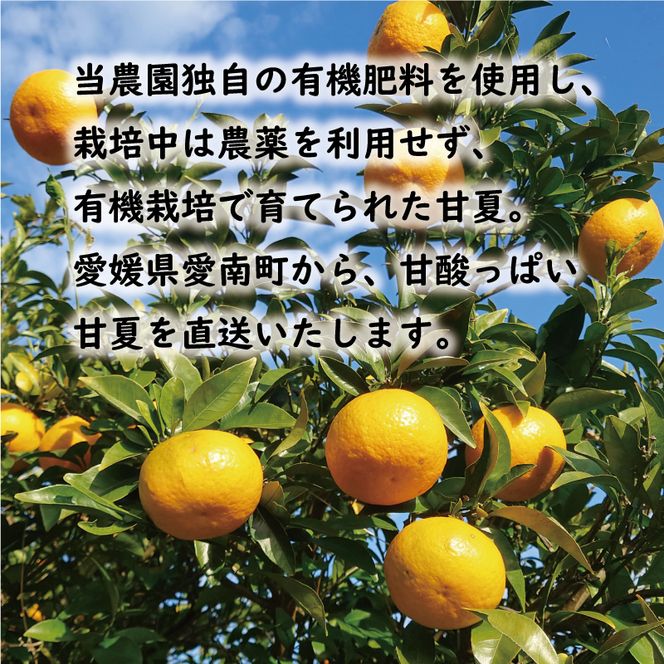 先行予約 甘夏 10kg 10000円 樹齢25年 以上 みかん mikan 蜜柑 あまなつ 夏みかん グレープフルーツ だいだい 家庭用 事前 予約 受付 産地直送 国産 農家直送 糖度 期間限定 数量限定 特産品 ゼリー マーマレード ピール ジュース 等に デザート 人気 限定 おいしい フルーツ 果物 柑橘 美味しい サイズ ミックス 減農薬 くらもとファーム 愛南町 愛媛県