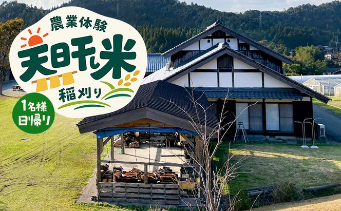 ～天日干し米　稲刈り～　農業体験　1名様　日帰り