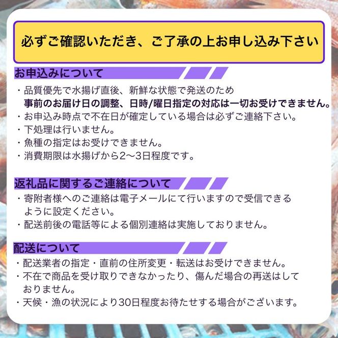 漁師厳選！秋田沖のほっこく赤エビ（甘えび） 1kg 甘海老 あまエビ 海老 