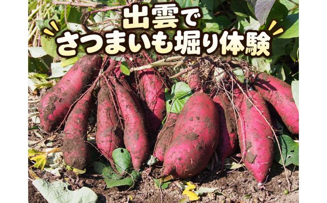さつまいも堀り体験チケット 322032_GU001