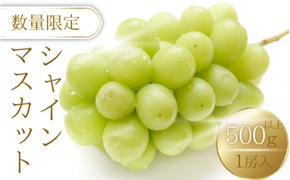 シャインマスカット 約500g / ぶどう ギフト 贈答 旬 フルーツ 果物 和歌山 紀美野町産 9月 ※2026年9月上旬～順次発送【frt512-r-0d5】