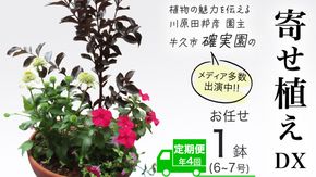《 3ヶ月に1回お届け！年4回 定期便 》【 確実園 オリジナル 】 寄せ植え DX（おまかせ1点） ガーデニング 花 はな フラワー 鉢 鉢植え [BG012us]